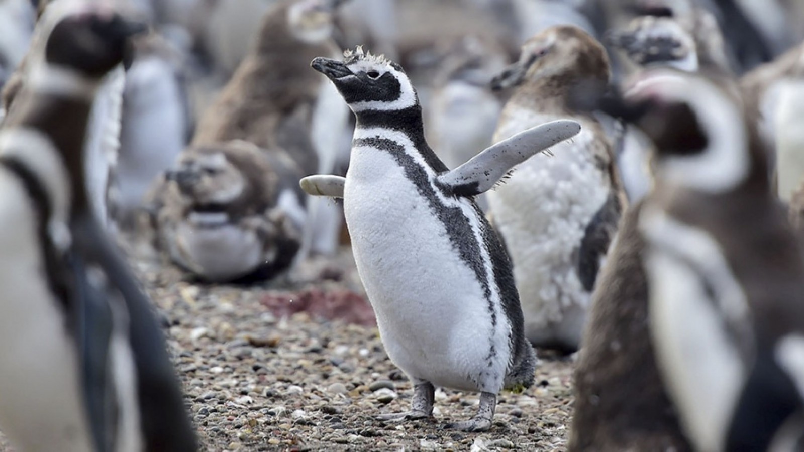 Matanza de pingüinos: allanaron un predio lindero a Punta Tombo